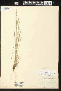 Juncus brevicaudatus image