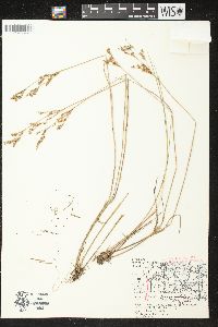 Juncus brevicaudatus image