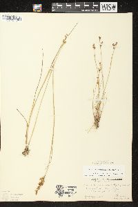 Juncus brevicaudatus image