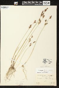 Juncus brevicaudatus image