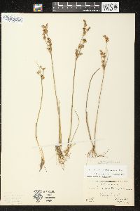 Juncus brevicaudatus image