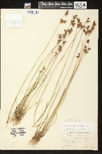 Juncus brevicaudatus image