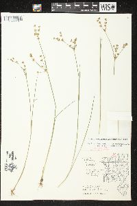 Juncus brevicaudatus image