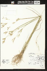 Juncus brevicaudatus image