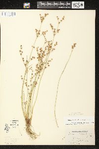 Juncus brevicaudatus image