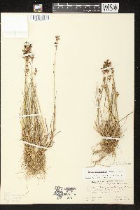 Juncus brevicaudatus image