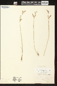 Juncus brevicaudatus image