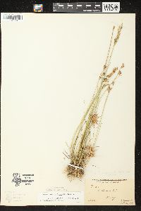 Juncus brevicaudatus image