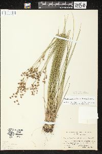 Juncus brevicaudatus image