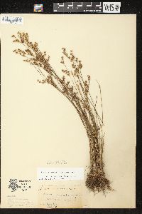 Juncus brevicaudatus image