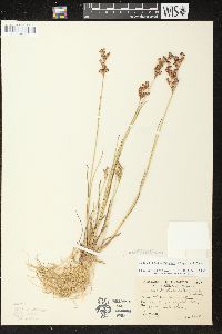 Juncus brevicaudatus image