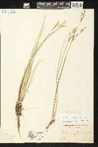 Juncus brevicaudatus image