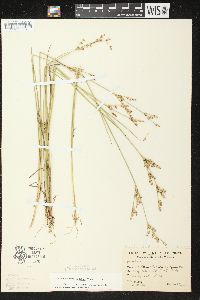 Juncus brevicaudatus image