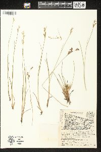 Juncus brevicaudatus image