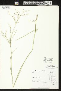 Juncus brachycephalus image