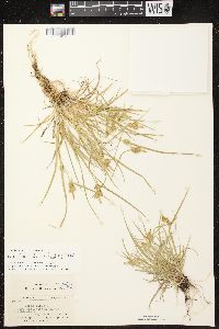 Carex cryptolepis image