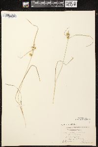 Carex cryptolepis image