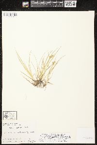 Carex cryptolepis image