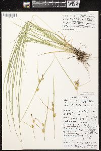 Carex cryptolepis image