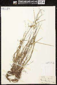 Carex cryptolepis image