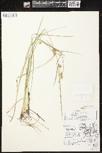 Carex cryptolepis image