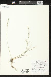 Juncus brevicaudatus image