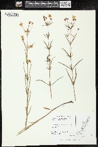 Lysimachia quadriflora image