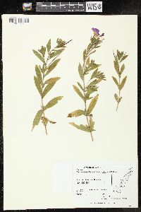 Epilobium hirsutum image