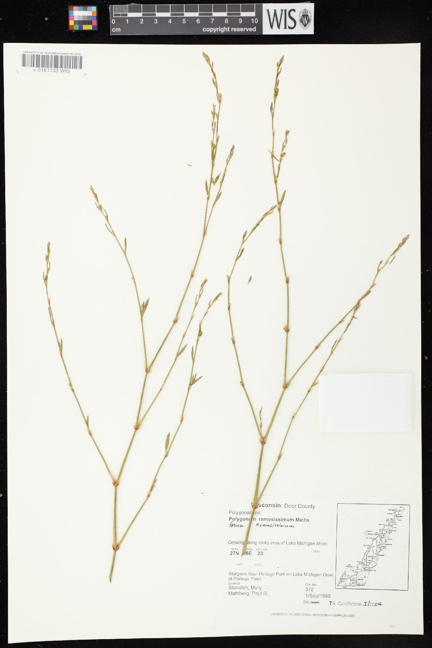 Polygonum ramosissimum subsp. ramosissimum image