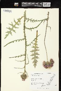 Cirsium palustre image