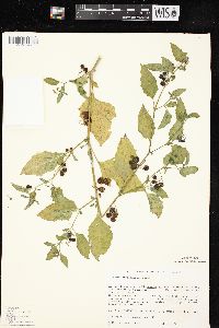 Solanum ptychanthum image