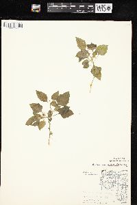 Solanum ptychanthum image