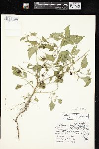 Solanum ptychanthum image