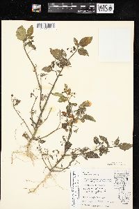 Solanum ptychanthum image