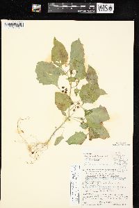 Solanum ptychanthum image