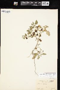 Solanum ptychanthum image