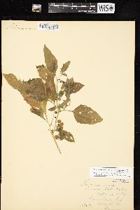 Solanum ptychanthum image