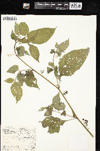 Solanum ptychanthum image