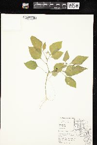 Solanum ptychanthum image