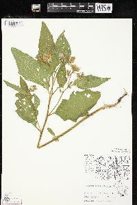 Solanum carolinense var. carolinense image