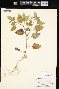 Solanum ptychanthum image