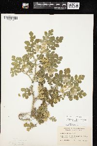 Solanum rostratum image