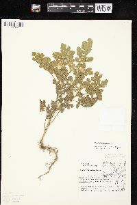 Solanum rostratum image