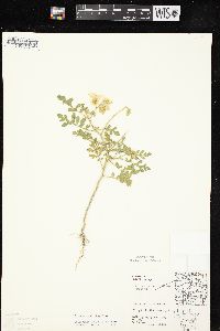 Solanum rostratum image