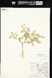 Solanum rostratum image