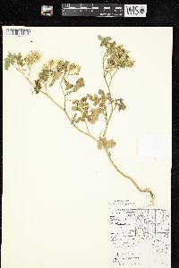 Solanum rostratum image