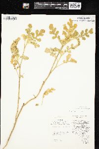 Solanum rostratum image