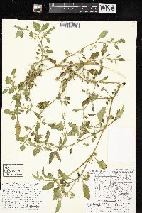 Image of Solanum sarrachoides