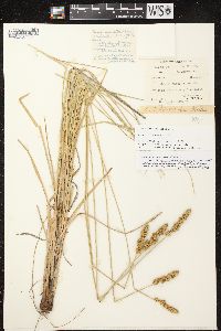 Carex annectens image