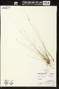 Juncus dudleyi image